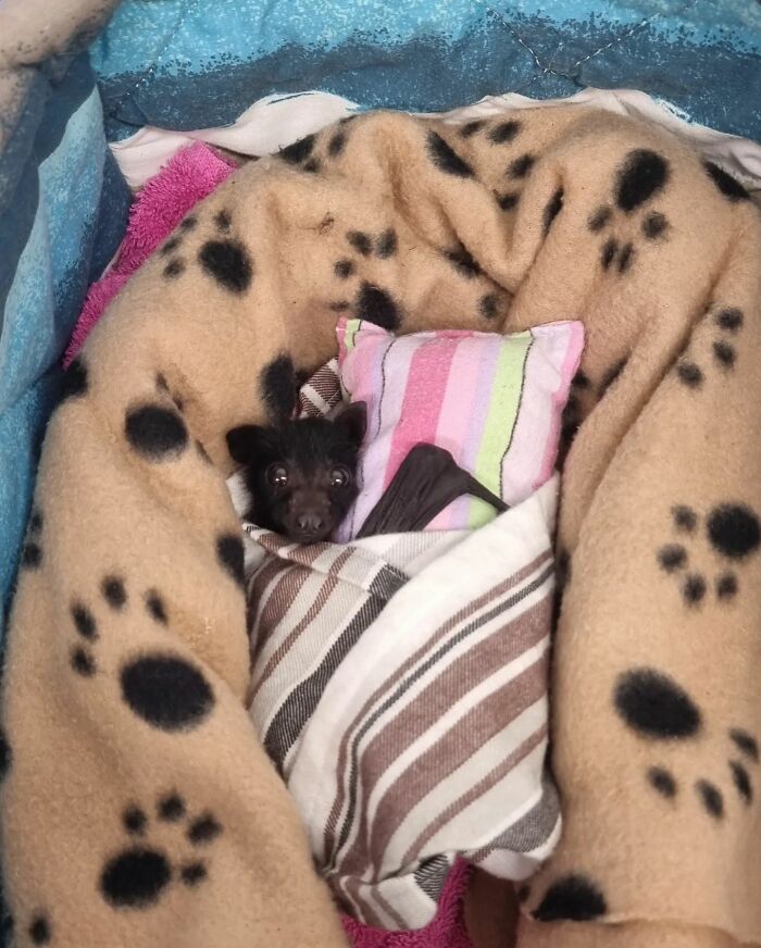 This Wildlife Vet Nurse Rescues And Rehabilitates Orphaned Baby Bats This Wildlife Vet Nurse Rescues And Rehabilitates Orphaned Baby Bats