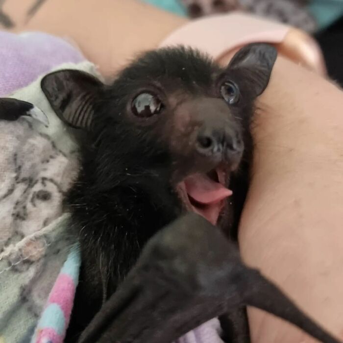 This Wildlife Vet Nurse Rescues And Rehabilitates Orphaned Baby Bats This Wildlife Vet Nurse Rescues And Rehabilitates Orphaned Baby Bats