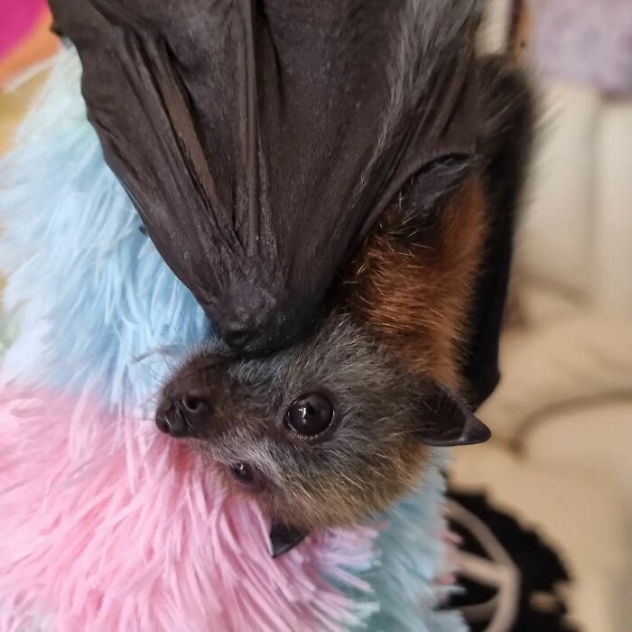 This Wildlife Vet Nurse Rescues And Rehabilitates Orphaned Baby Bats This Wildlife Vet Nurse Rescues And Rehabilitates Orphaned Baby Bats