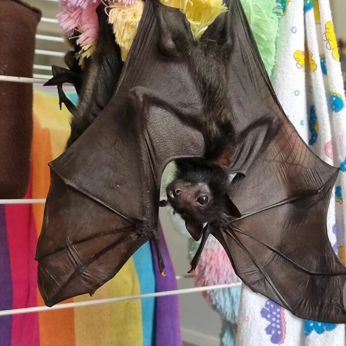 This Wildlife Vet Nurse Rescues And Rehabilitates Orphaned Baby Bats This Wildlife Vet Nurse Rescues And Rehabilitates Orphaned Baby Bats