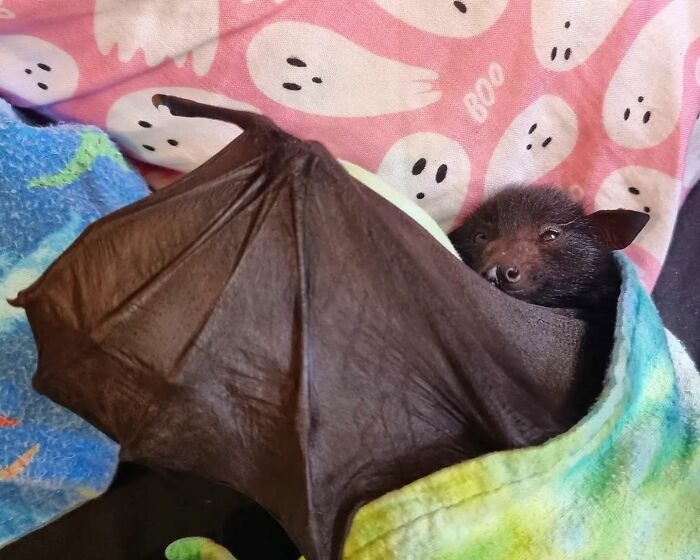 This Wildlife Vet Nurse Rescues And Rehabilitates Orphaned Baby Bats This Wildlife Vet Nurse Rescues And Rehabilitates Orphaned Baby Bats