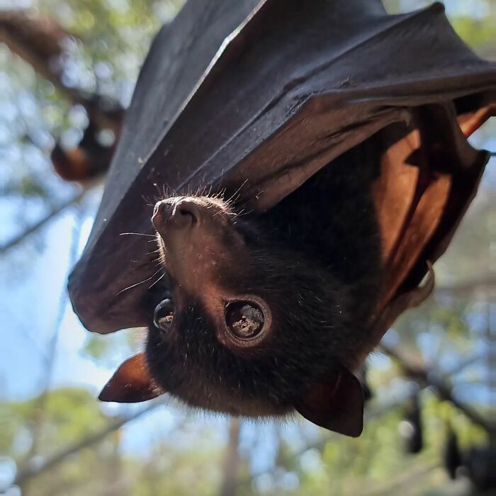 This Wildlife Vet Nurse Rescues And Rehabilitates Orphaned Baby Bats This Wildlife Vet Nurse Rescues And Rehabilitates Orphaned Baby Bats