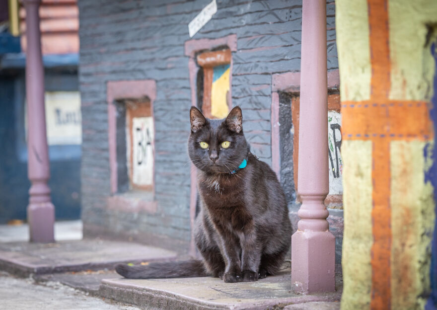I Started Traveling Around Australia In A Campervan With My Cat Willow, And My Whole Life Changed