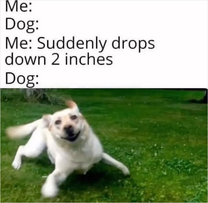 Dog reacting humorously to owner dropping down, featured on "Meme Lord" Instagram account.