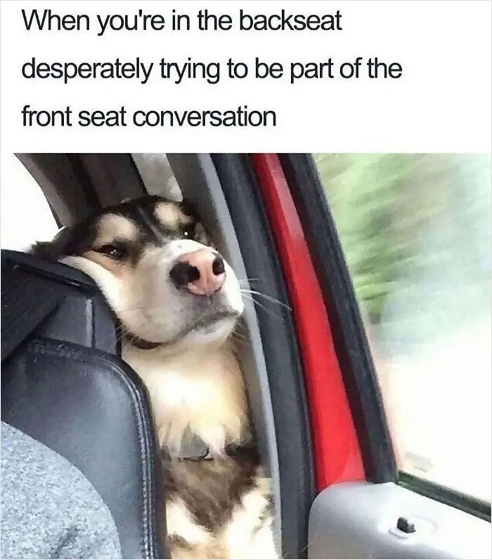 Dog in the backseat looking out, with a funny expression, capturing a comical moment from the Meme Lord Instagram account.