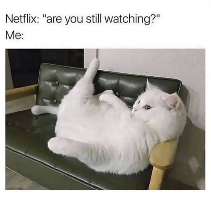 Fat cat lounging on a sofa with text "Netflix: are you still watching?" sharing meme humor from “Meme Lord” account.