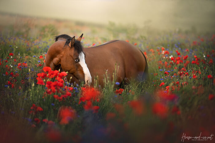My Unforgettable Equine Photoshoot In A Field Of Poppies