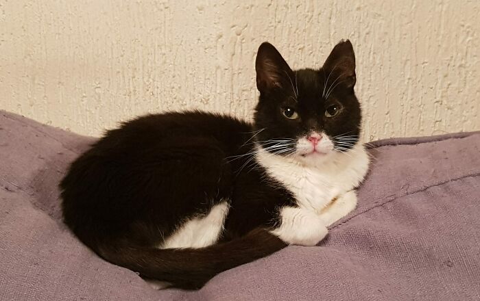 A Woman Who Selflessly Rescued Countless Animals In Cyprus Is In Urgent Need Of Help Herself A Woman Who Selflessly Rescued Countless Animals In Cyprus Is In Urgent Need Of Help Herself