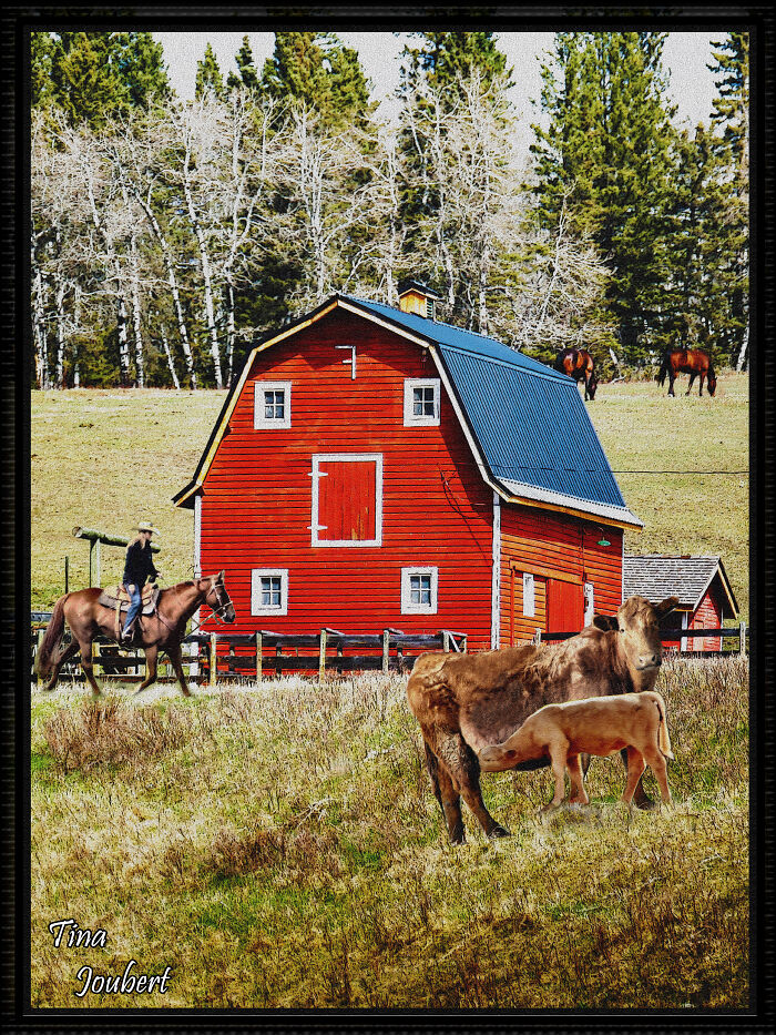 Red Barn With Feeding Calf