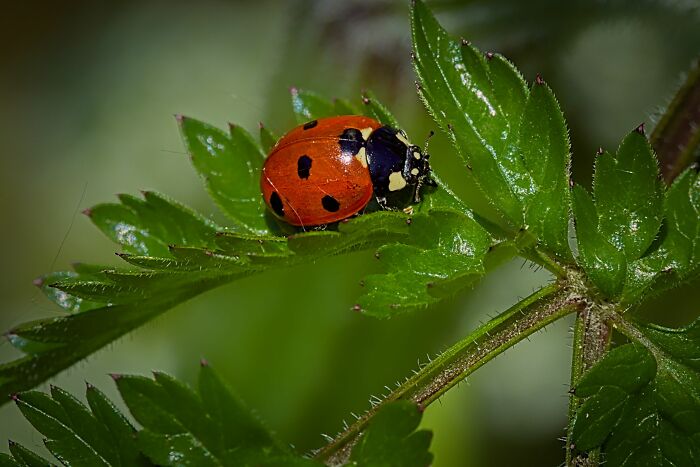 Here Are 10 Tips For Enchanting Flower Photography That I've Found Here Are 10 Tips For Enchanting Flower Photography That I've Found