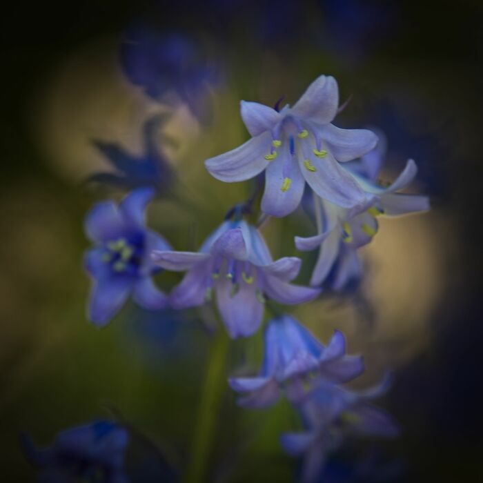 Here Are 10 Tips For Enchanting Flower Photography That I've Found Here Are 10 Tips For Enchanting Flower Photography That I've Found