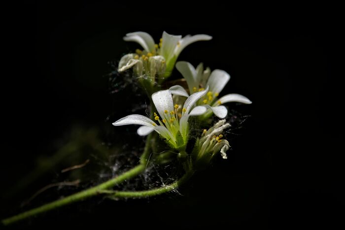 Here Are 10 Tips For Enchanting Flower Photography That I've Found Here Are 10 Tips For Enchanting Flower Photography That I've Found