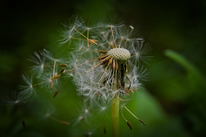Here Are 10 Tips For Enchanting Flower Photography That I've Found Here Are 10 Tips For Enchanting Flower Photography That I've Found