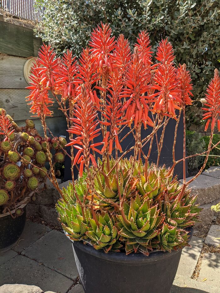 Our Aloe Vera Plant. ❤️