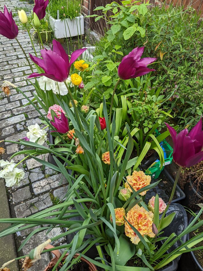Tulips That I Grew This Year