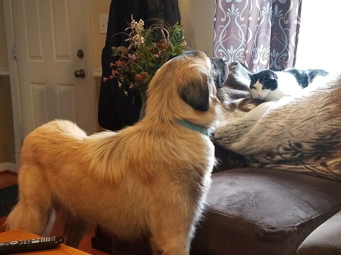 First: Ren (The Anatolian Shepherd) And Sam (The Cat Who Came To Dinner)