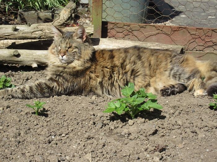 A Woman Who Selflessly Rescued Countless Animals In Cyprus Is In Urgent Need Of Help Herself A Woman Who Selflessly Rescued Countless Animals In Cyprus Is In Urgent Need Of Help Herself