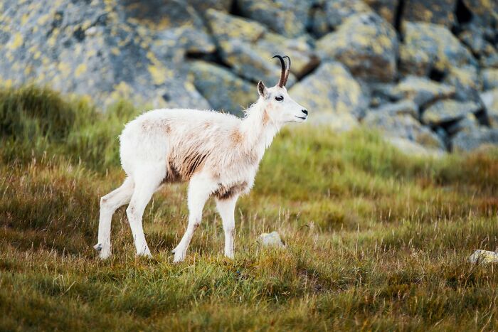 Rare White Chamois