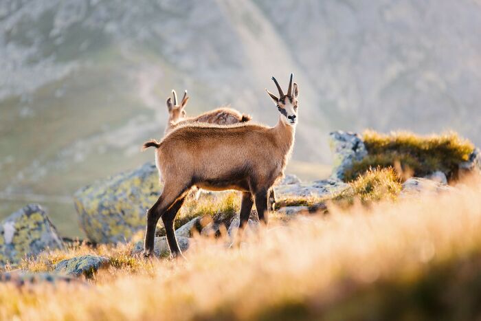 A Herd Of Chamois On The Ridge Of The Low Tatras