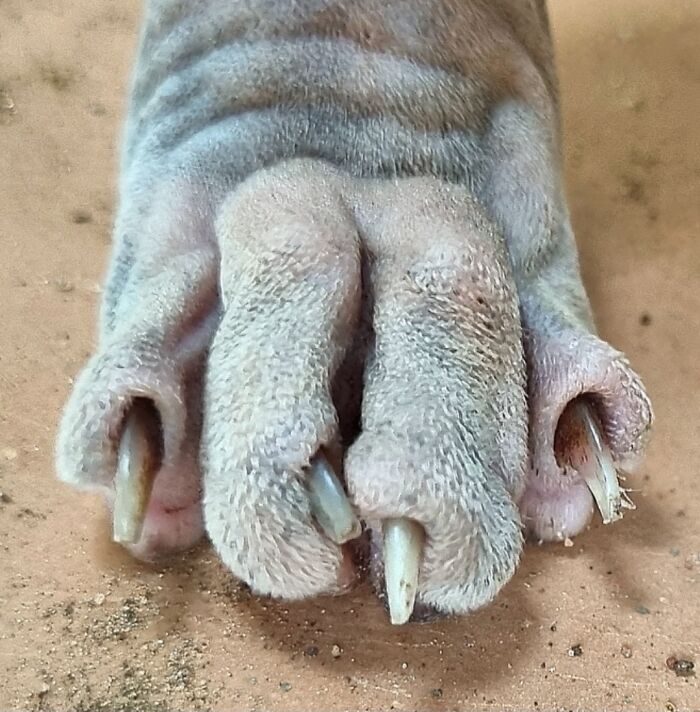 Does This Count? My Sphynx Cat's Paw