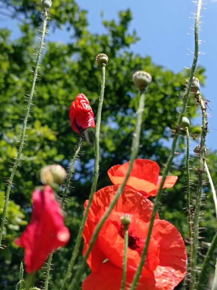 We Painted Poppies In The Field (25 Pics) We Painted Poppies In The Field (25 Pics)