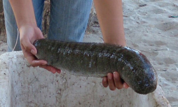 Sustainable-sea-cucumber-How-Singapore-s-The-Aquaculture-Group-will-responsibly-harvest-50-000-this-year-648216b35c582-png.jpg