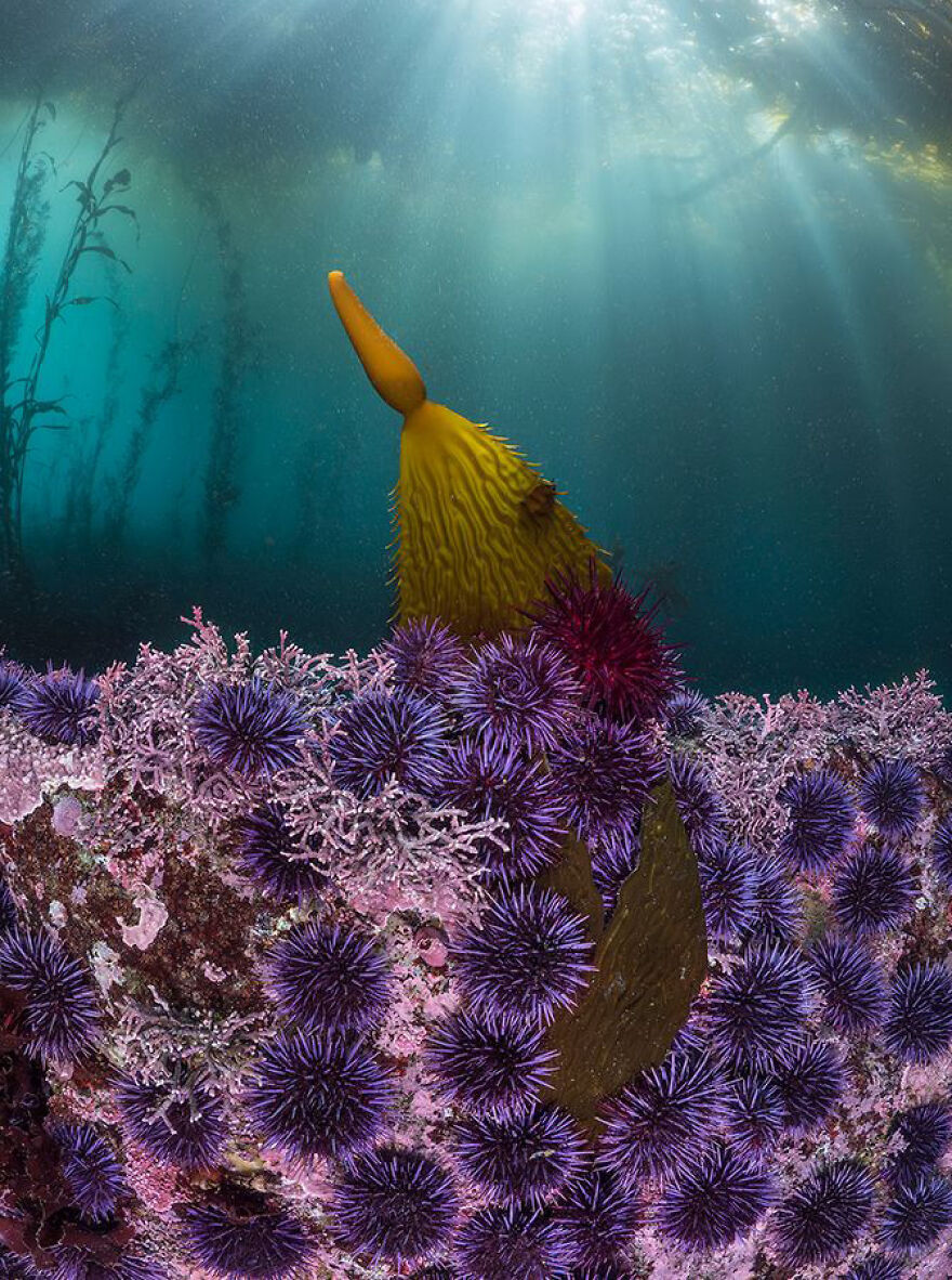 Aquatic Life Category Winner - "Of Blades & Spines" By Kate Vylet