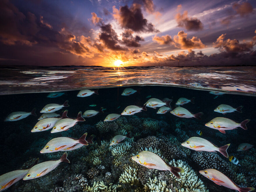 Aquatic Life Finalist - "Snapper Sunset" By Renee Capozzola