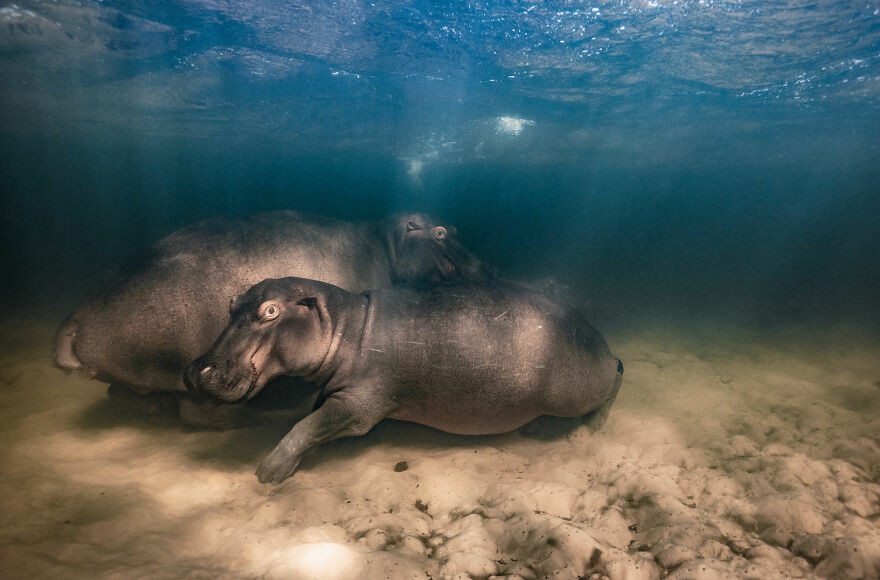 Aquatic Life Finalist - "The Secret Life Of Underwater Hippopotamuses" By Mike Korostelev