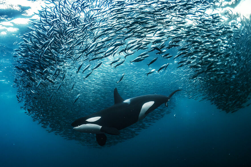 Aquatic Life Finalist - "Crowd Control" By Andy Schmid