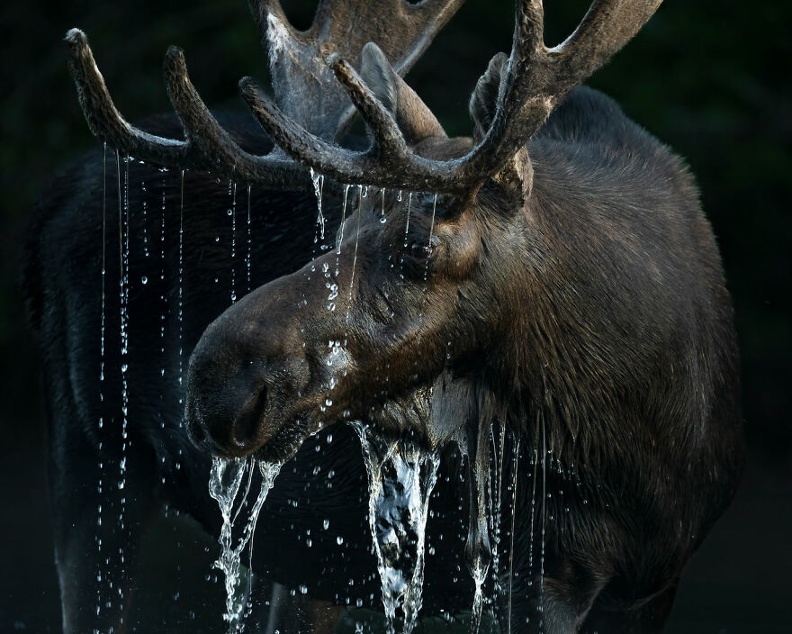 Terrestrial Wildlife Finalist - "Dripping" By Benjamin Olson