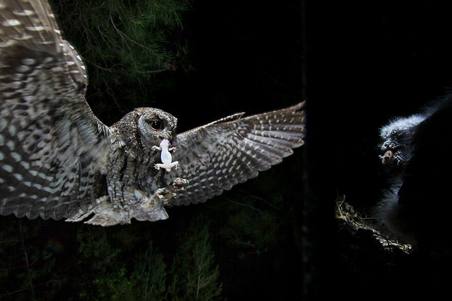Winged Life Finalist - "Dedication" By Kurt Jay Bertels