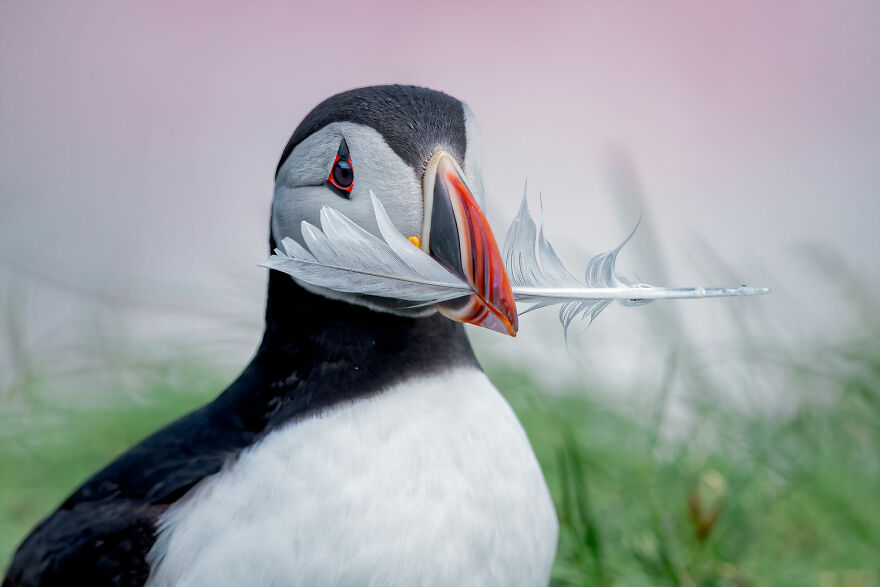 Winged Life Finalist - "Puffin Present" By Shane Kalyn