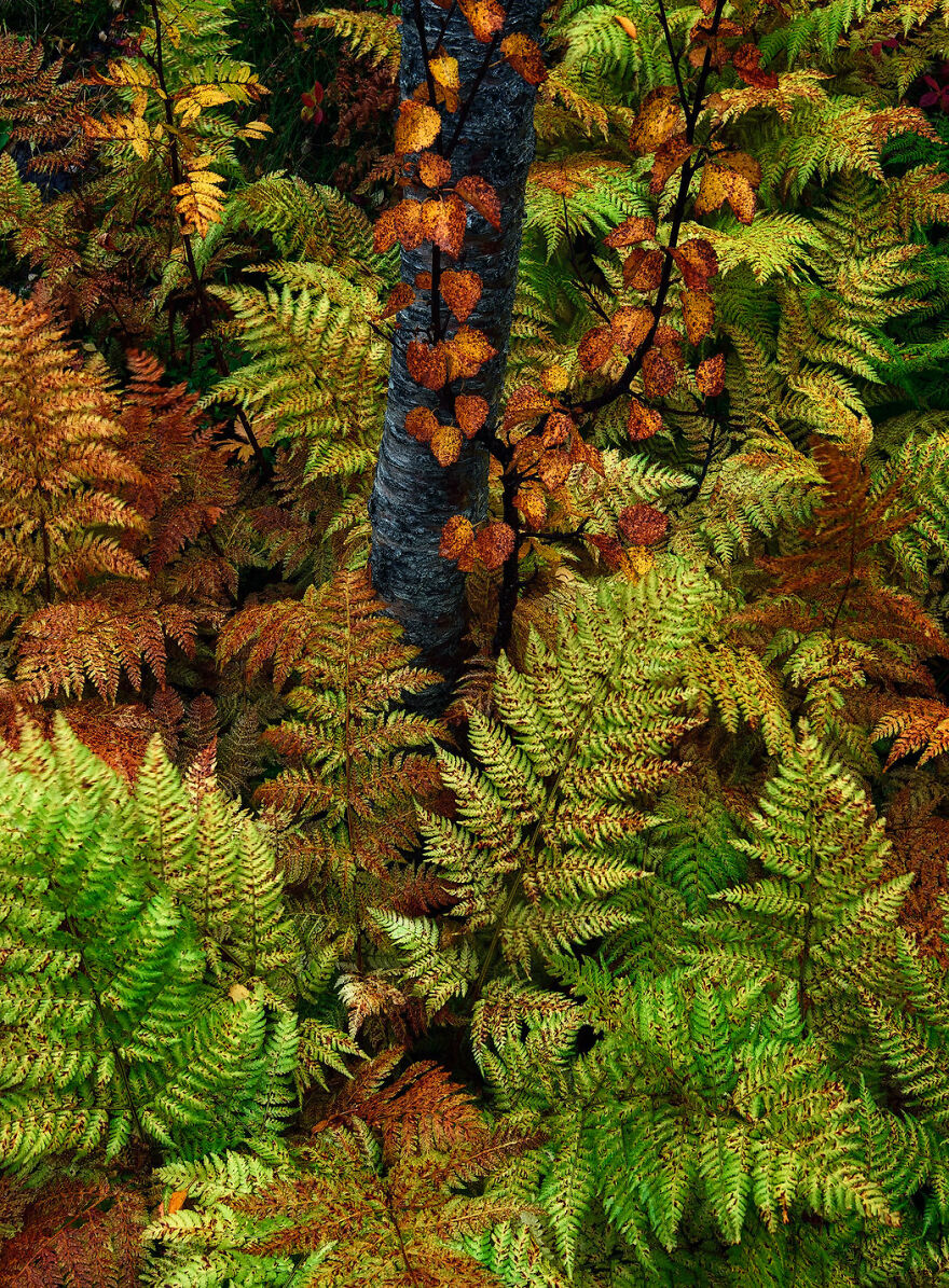 Landscapes, Waterscapes, And Flora Finalist - "Fern Reunion" By César Llaneza Rodríguez