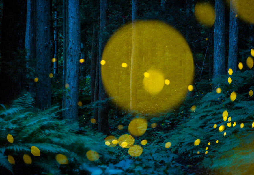 Art Of Nature Finalist - "Lights Of Life" By Kazuaki Koseki