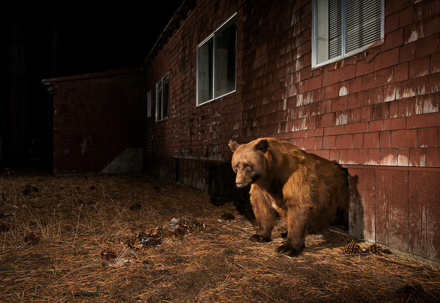 Photo Story: A Matter Of Time Finalist - "Cities Gone Wild" By Corey Arnold
