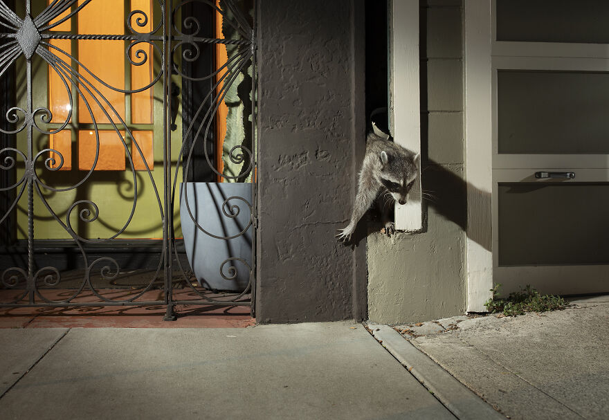 Photo Story: A Matter Of Time Finalist - "Cities Gone Wild" By Corey Arnold