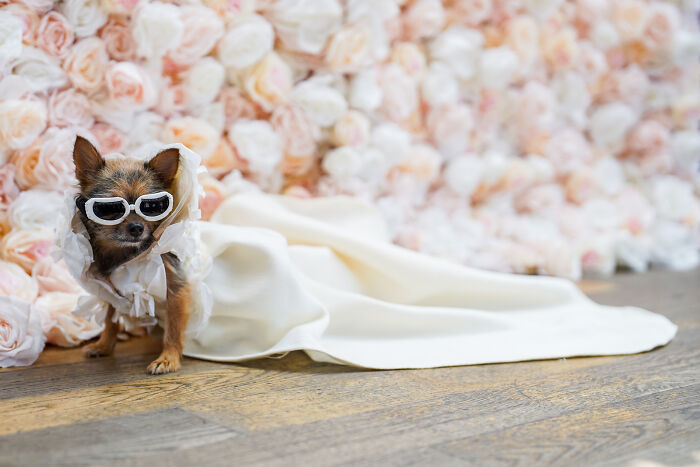 Miley-Jo, A Chorkie As Rihanna