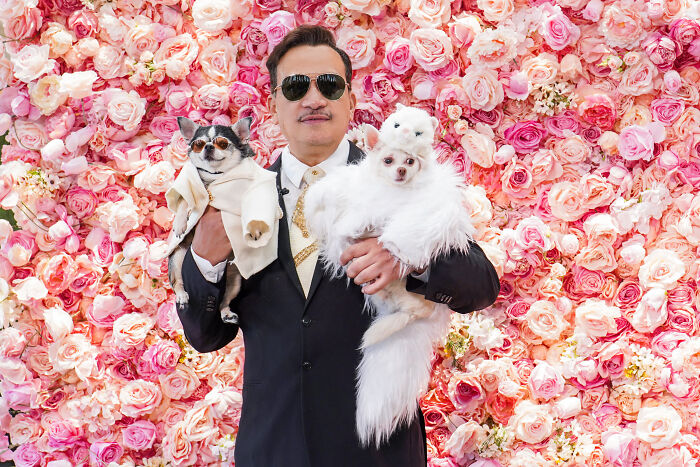 Anthony Rubio With Chihuahuas Bogie And Kimba