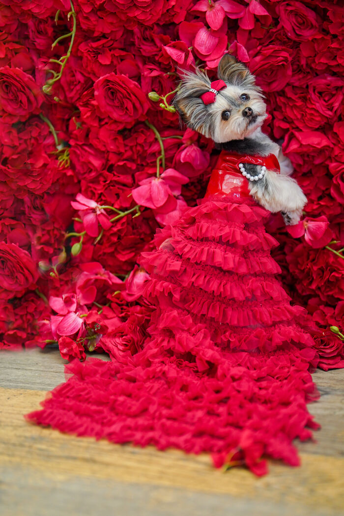 Livie, A Morkie As Salma Hayek