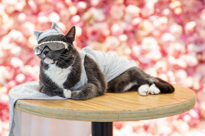 Bagel The Sunglasscat As Doja Cat
