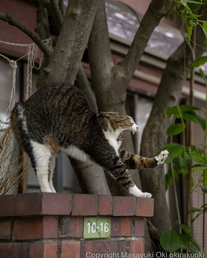This Japanese Photographer Captures Comedic Stray Cats On The Streets (New Pics)