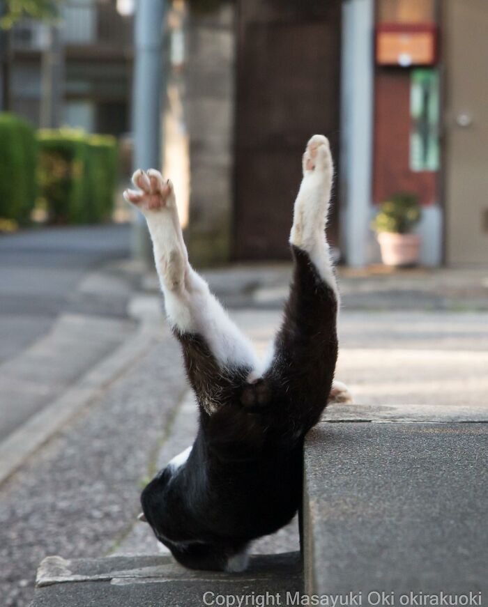 This Japanese Photographer Captures Comedic Stray Cats On The Streets (New Pics)