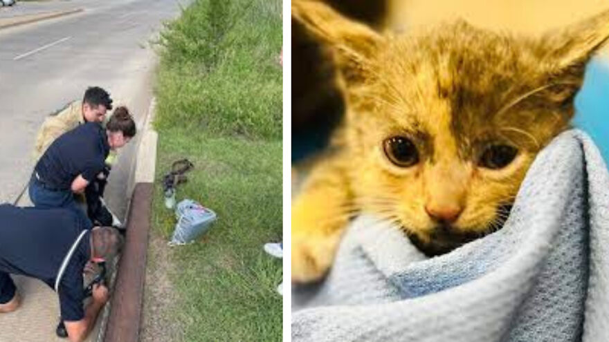 Brave Rescuers Save Adorable Kitten Trapped In Storm Drain
