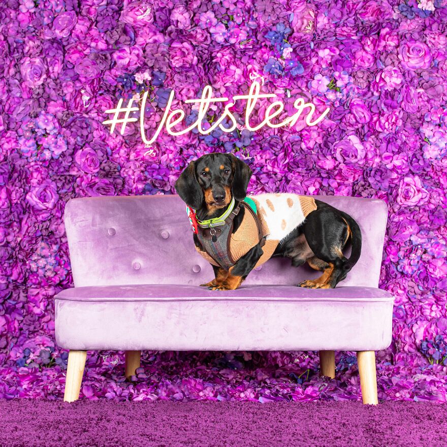 Short Legs, Big Attitude