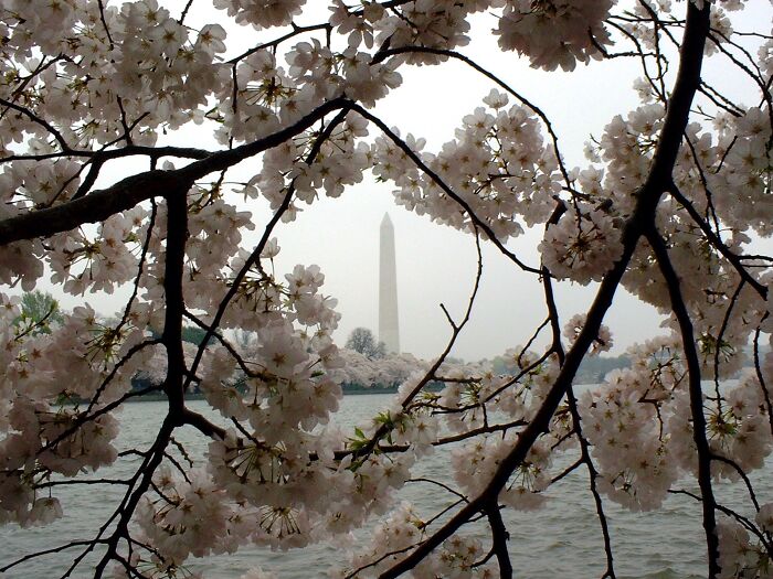 Washington Monument In The Cherry Blossoms - Wish The Light Had Been Better