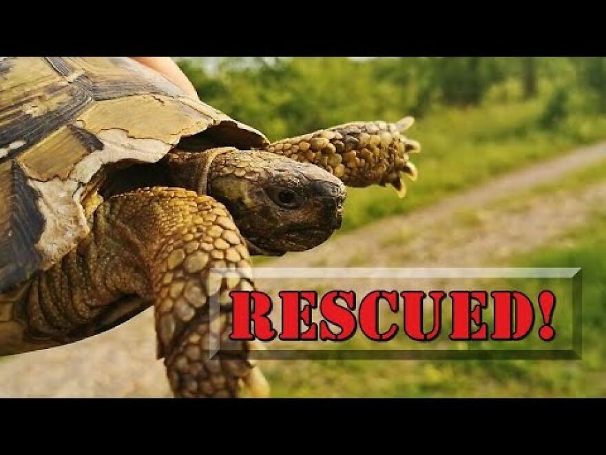 A Turtle In Trouble Was Wandering On A Busy Railway!