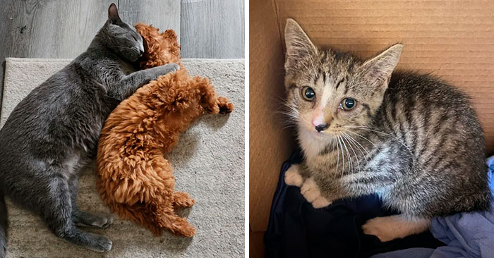 50 Wholesome Pics Of Adopted Pets That Show What Joy Giving Them A Second Chance Brings To Everybody (June Edition)