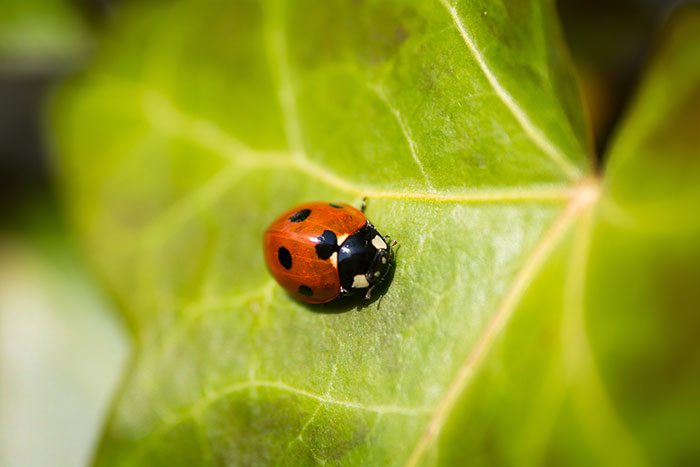 Ladybug resting on a green leaf, symbolizing nature and simplicity in wise, funny, and naughty advice from grandparents.