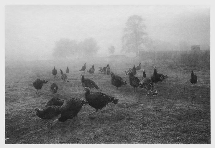 Turkeys On The Field. Oil Print (Rowlins) 31 X 47 Cm. Paper For Watercolors 34 X 50 Cm. Ink For Printing In A Printing House (Offset)